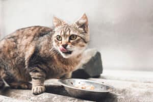 Low Phosphorus Cat Food for Kidney Disease: Reviewed Photo