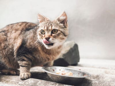 A Low Phosphorus Cat Food for Kidney Disease: Reviewed