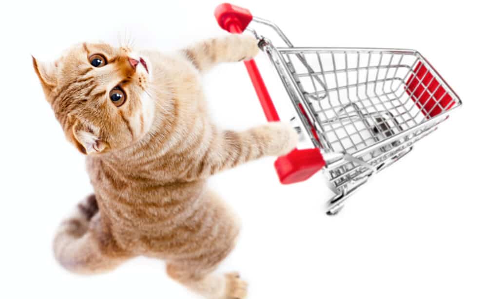 Cat pushing a shopping cart against a white background