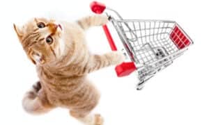 5 Cat Products You Should Buy Directly From Walmart Picture