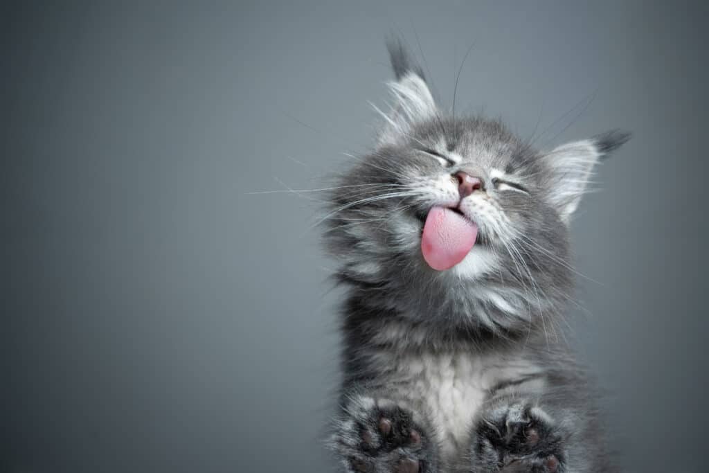 cat licking air
