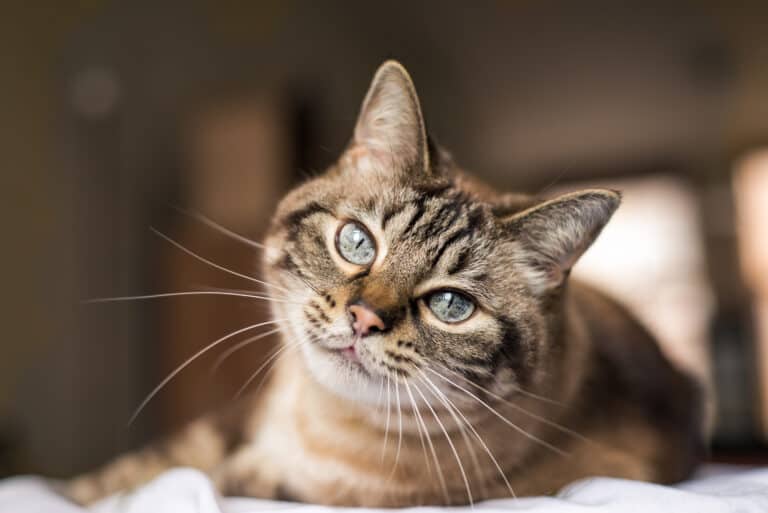 handsome cat with blue eyes looking at camera