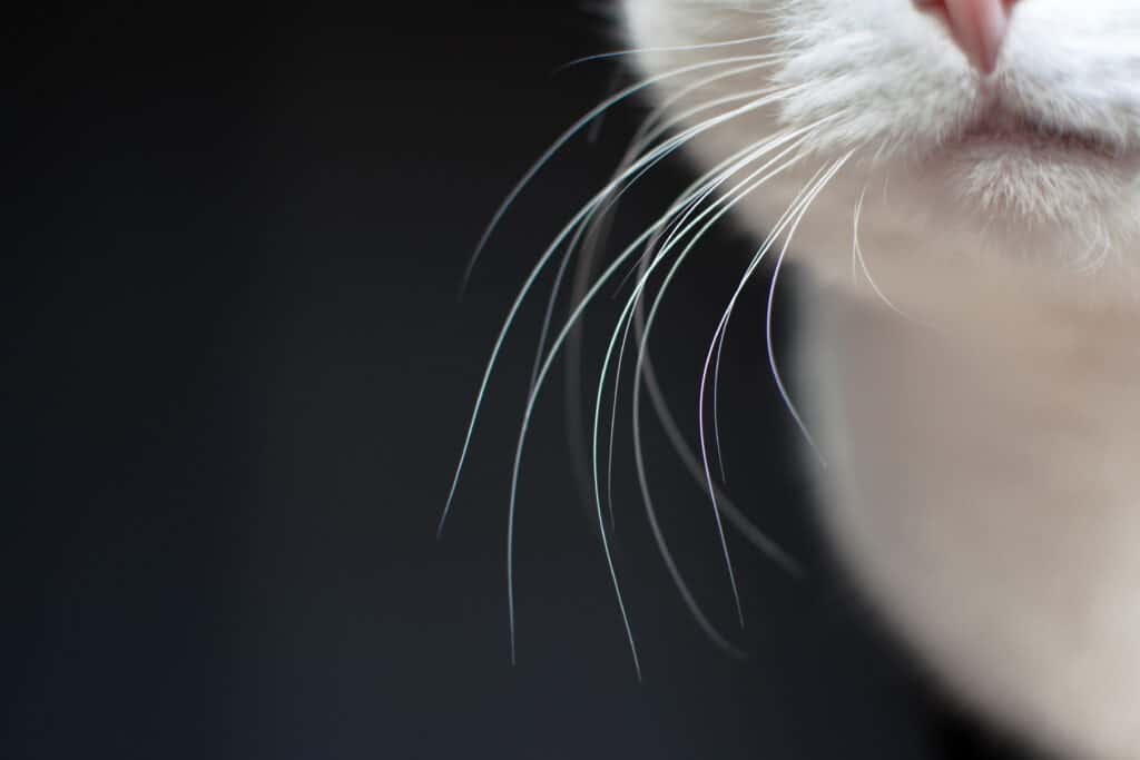 cat whiskers