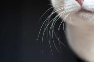 Why Do Cats Have Whiskers? Picture
