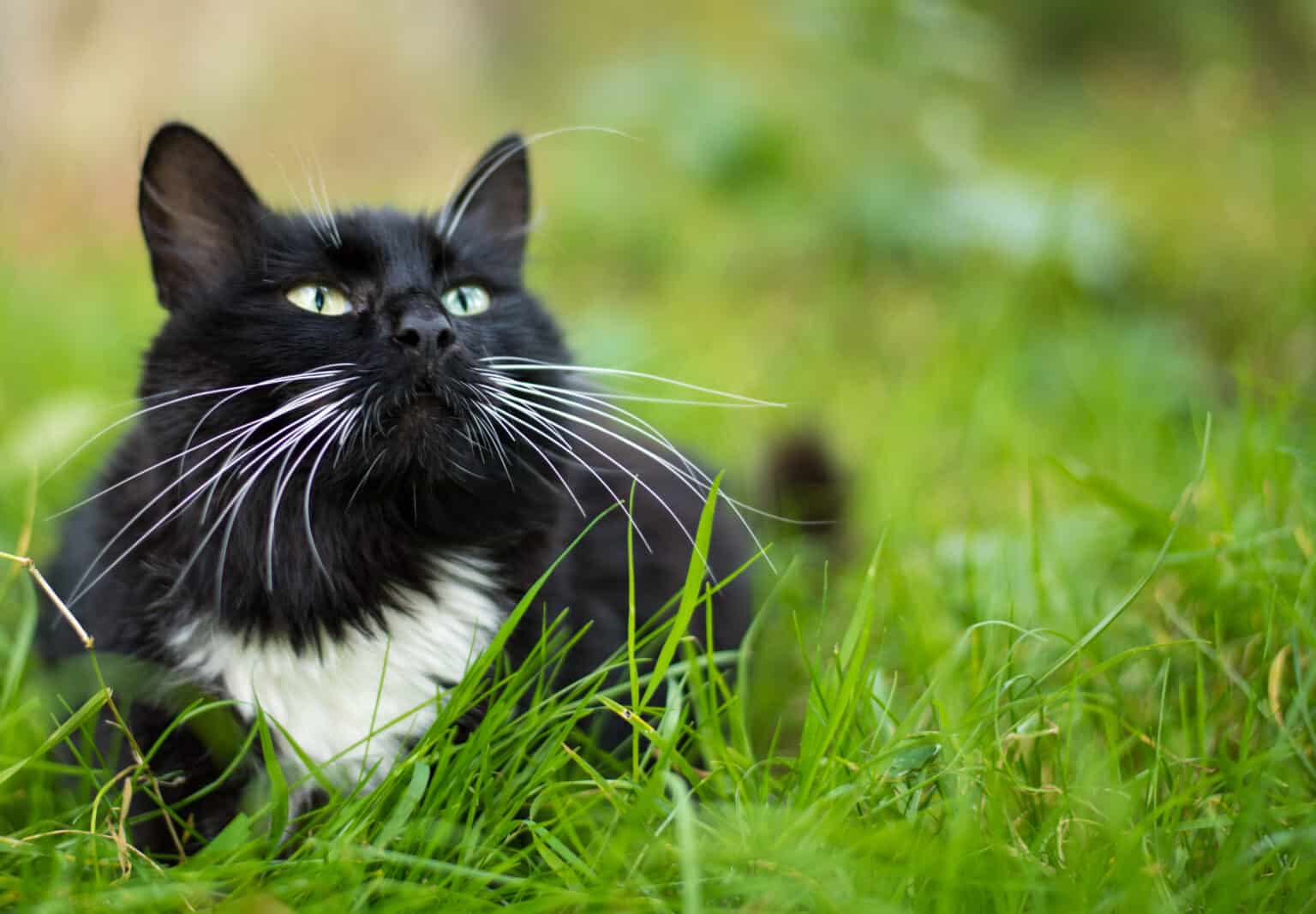 Бело черный кот лежит на лужайке