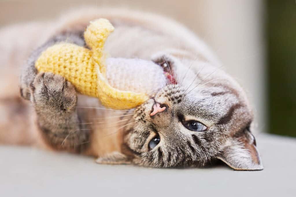 cat playing with a toy