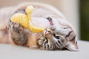 20 Homemade Cat Toys Your Pet Will Love  Picture