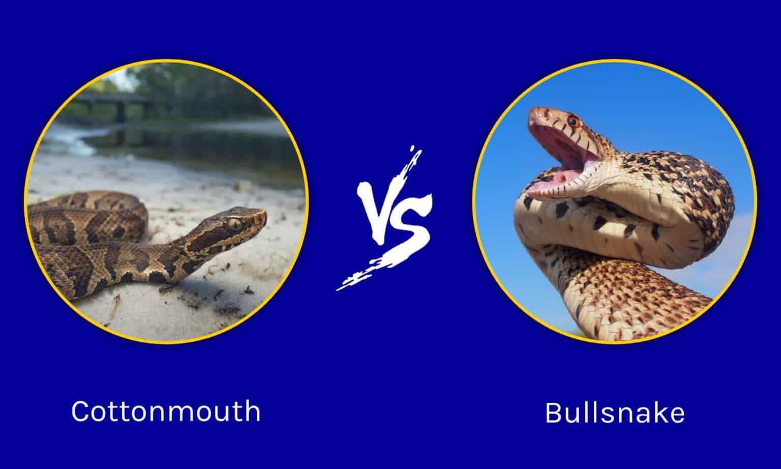 Cottonmouth vs Bullsnake: What’s the Difference? - A-Z Animals