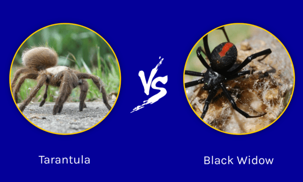 Tarantula Vs Black Widow: Which Would Win In A Fight? - Wiki Point