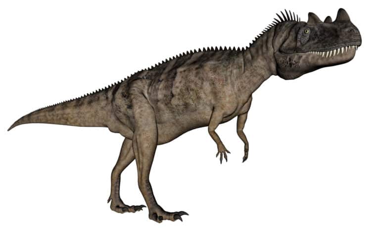 3D rendering of ceratosaurus on a white background
