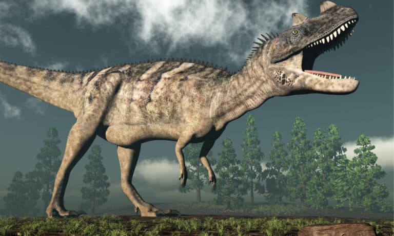 Ceratosaurus dinosaur roaring while walking - 3D render