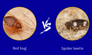 Spider Beetle vs Bed Bug: What are the Differences? - A-Z Animals