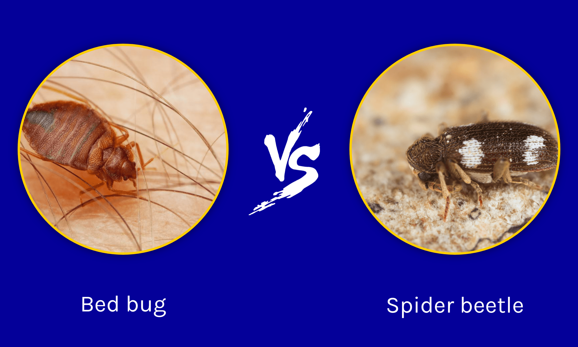 Spider Beetle vs Bed Bug: What are the Differences? - W3schools