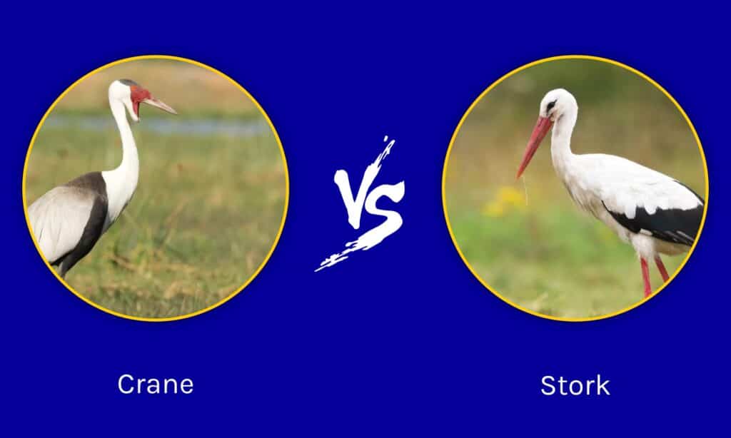 Crane vs Stork What are the Differences? IMP WORLD