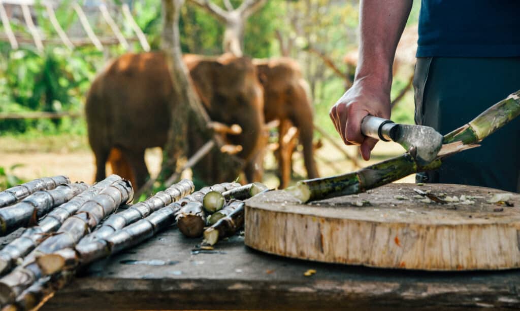 Human preparing sugarcane for elephants with machete in Thailand