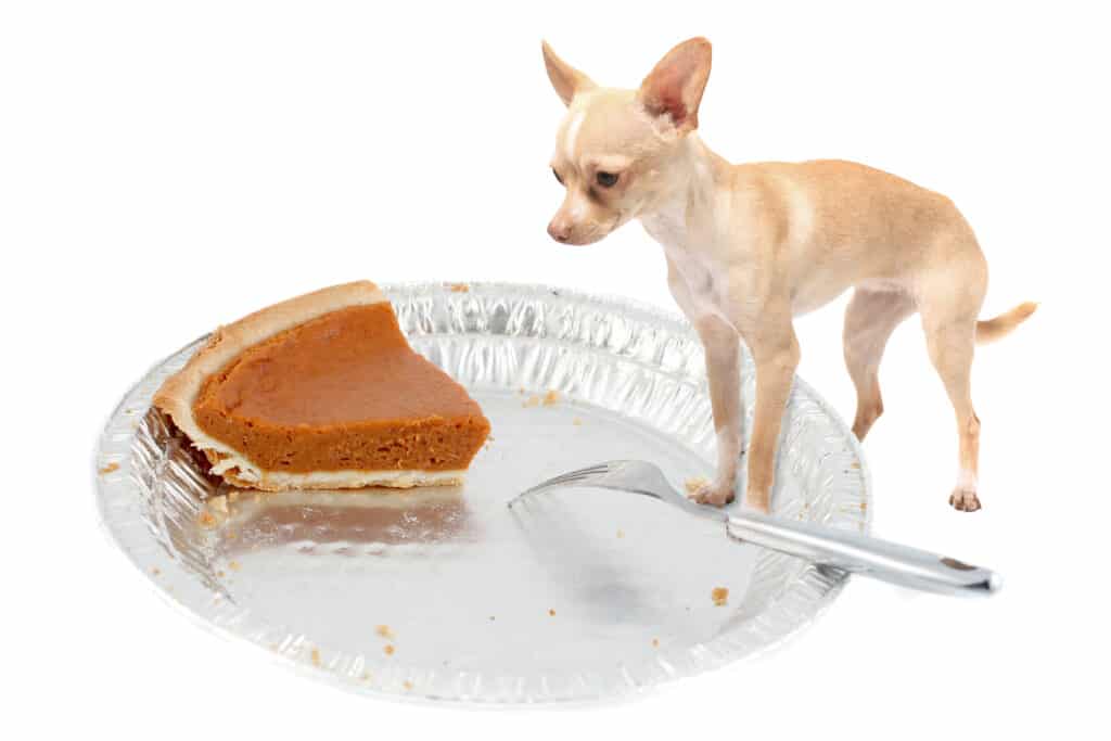 Little,Chihuahua,Dog,Standing,On,Pie,Tin,Staring,At,The