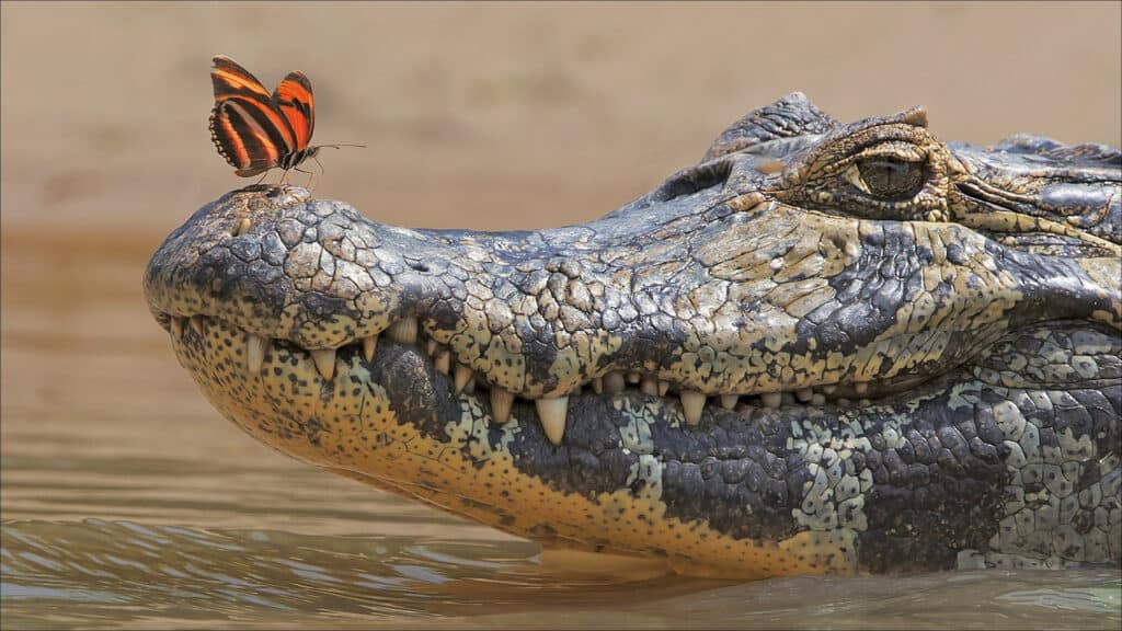 alligator with butterfly chilling on its snout