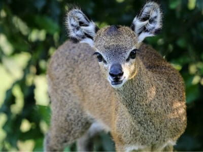 A Klipspringer