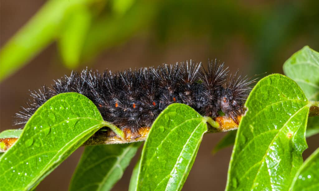 Close up of the giant leopard moth caterpillar