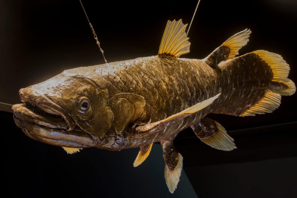 coelacanths