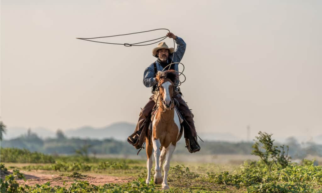 cowboy with lasso