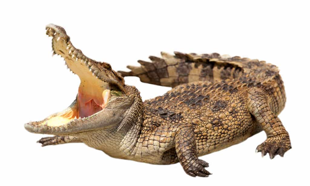 Crocodile with this mouth open on a white background