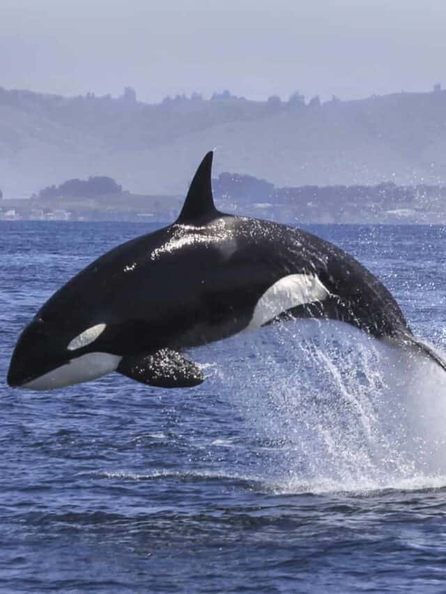 Killer Whale (Orcinus orca) breaching.