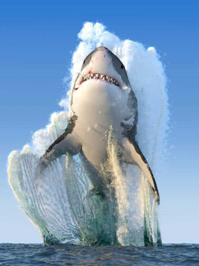 great white shark leaping out of water