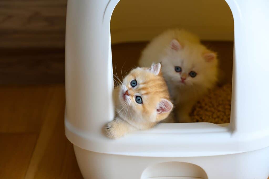 kittens born 2 days ago!! 🖤 1) when can i start litter box
