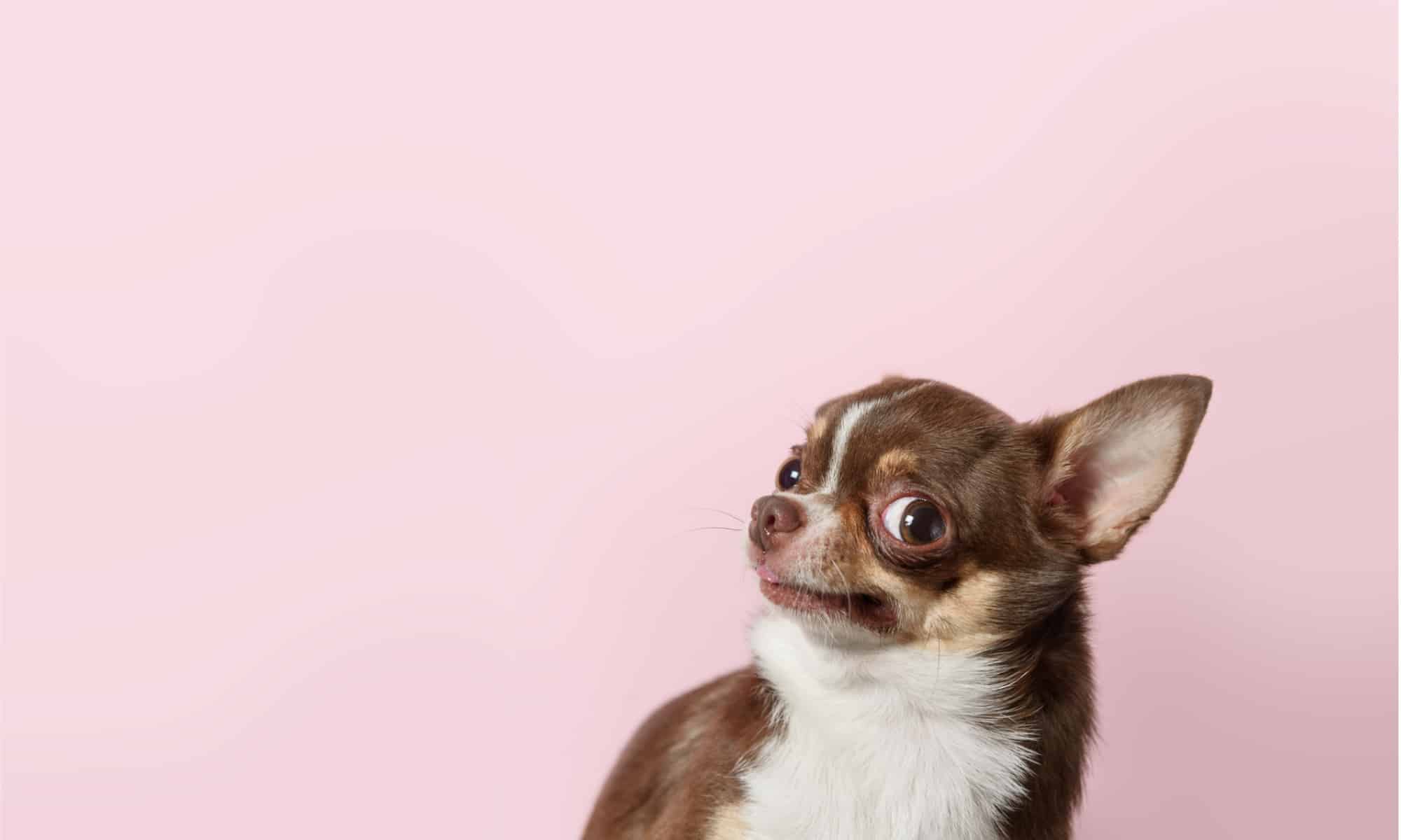 Chihuahua looks disgusted against pink background