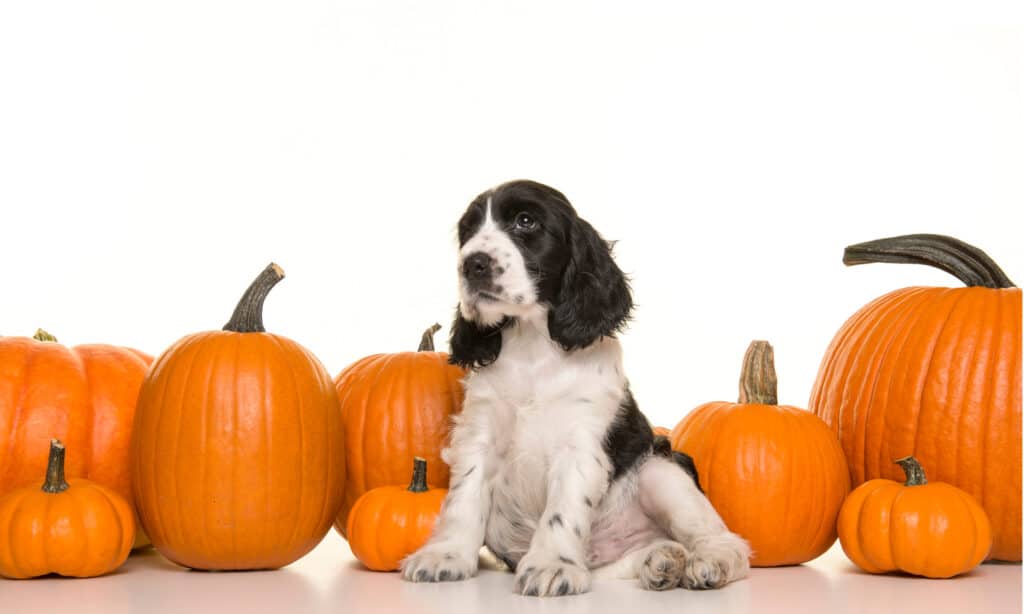 Dog surrounded by pumpkins 