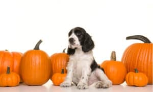 Feeding Your Dog Pumpkin: Diarrhea, Risks, Dosage, and More Picture