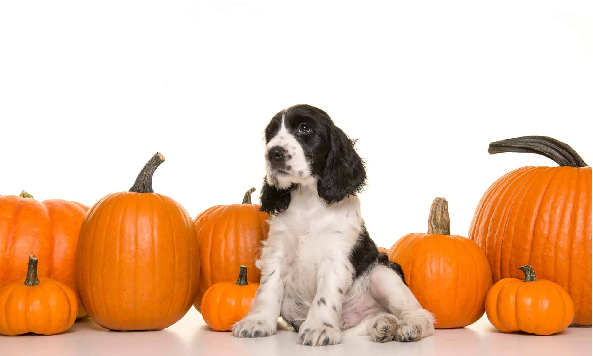 Feeding Your Dog Pumpkin: Diarrhea, Risks, Dosage, And More - Az Animals