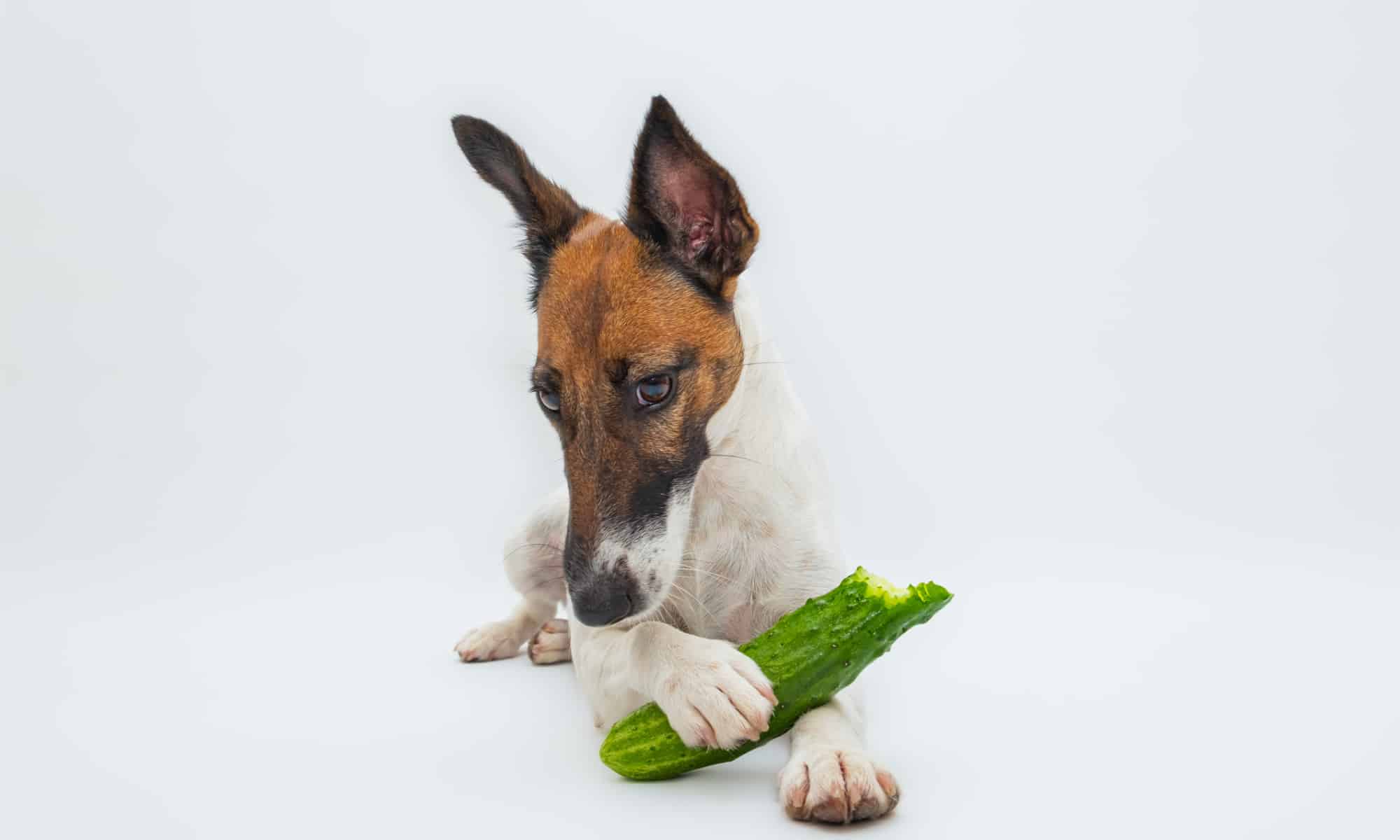 Dog lying down holding partially eaten cucumber under a paw