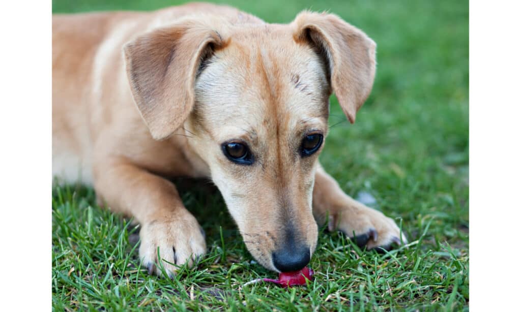 Small mixed breed dog eating a radish on the grass