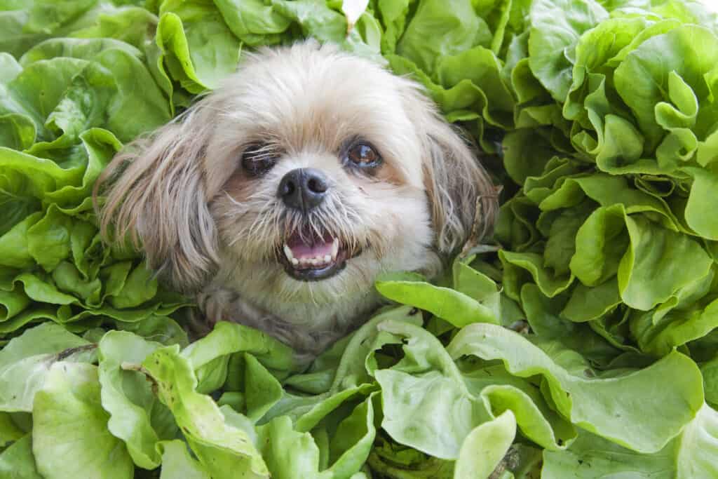 Dog in spinach field