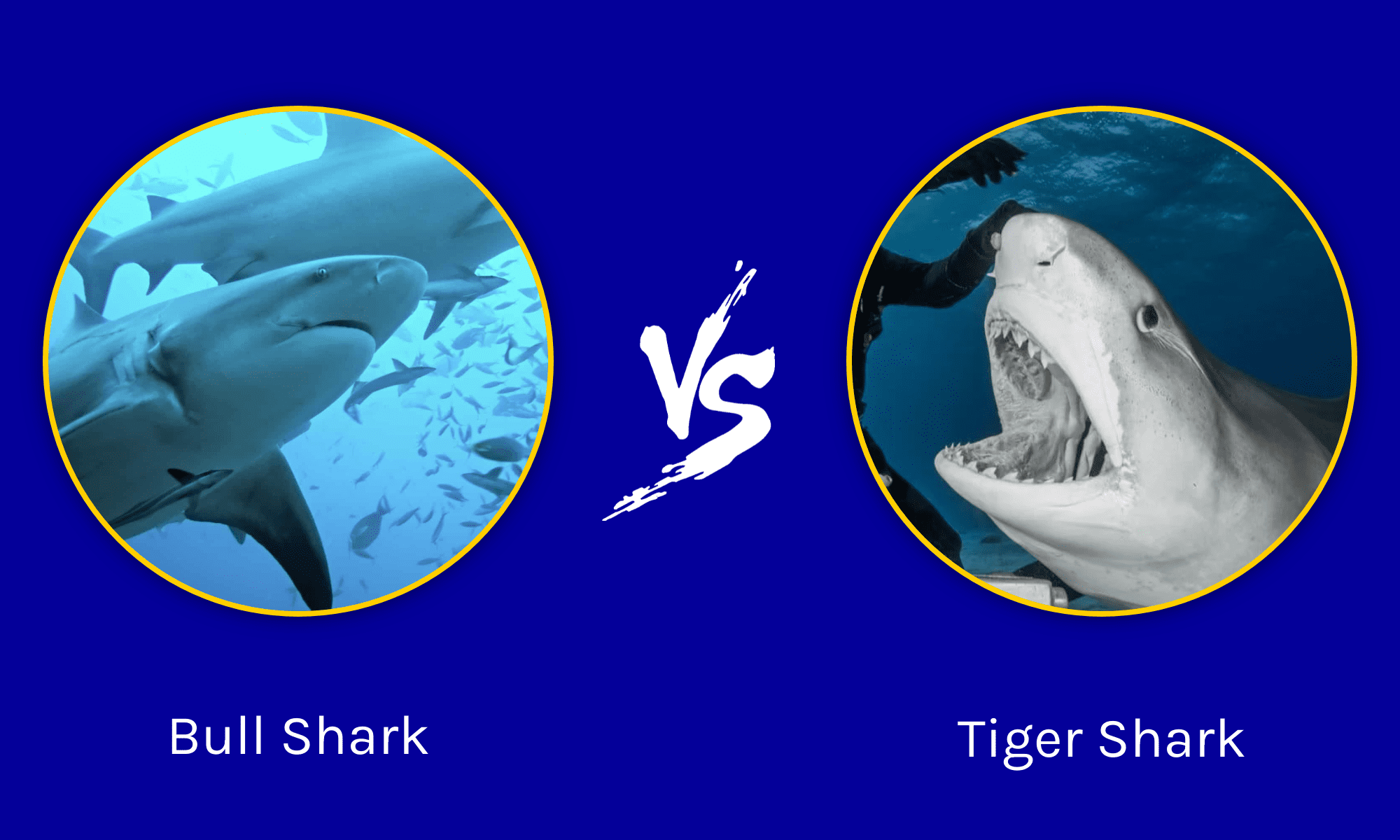 Bull Shark vs Tiger Shark: What Are The Differences? - A-Z Animals