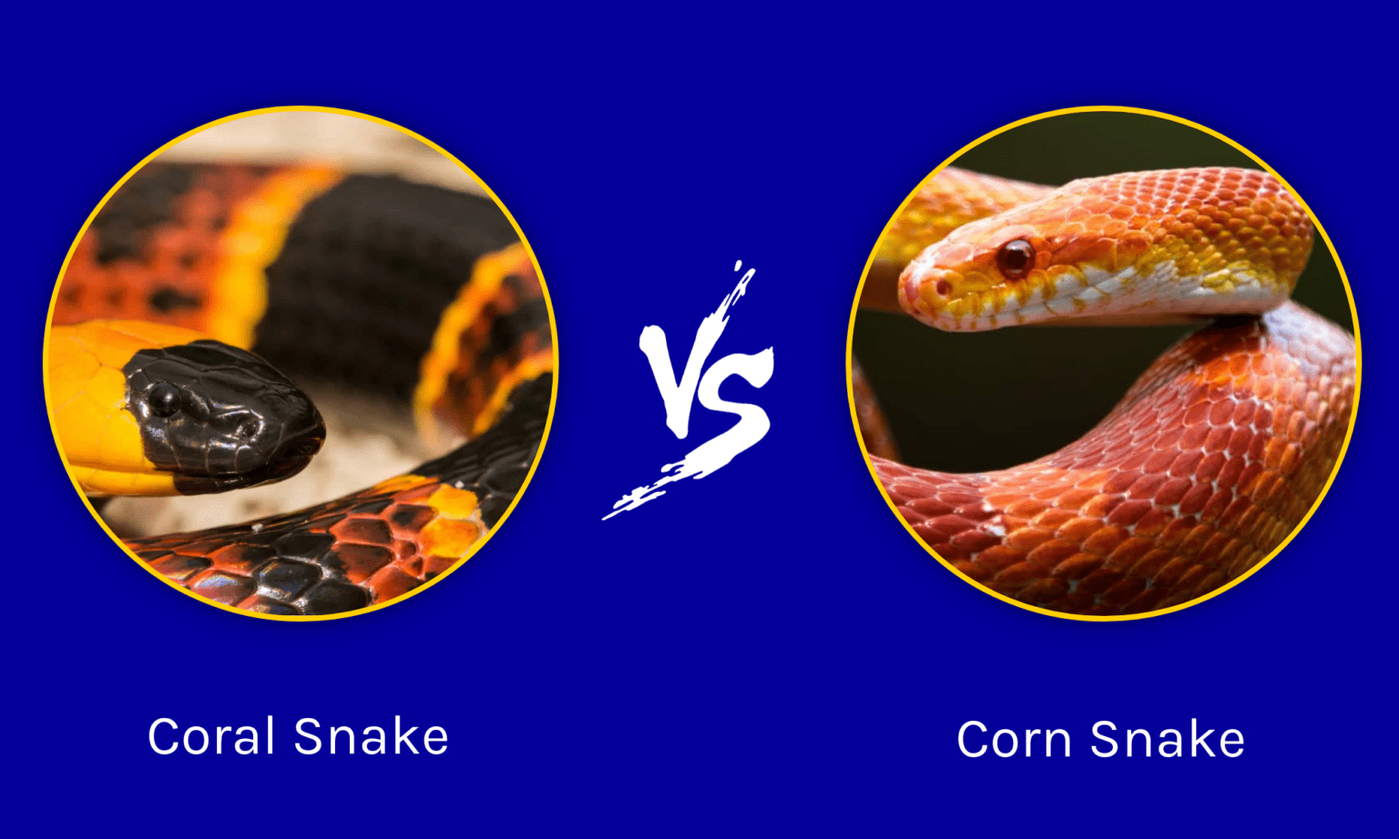 Coral Snake vs Corn Snake: What’s the Difference? - A-Z Animals