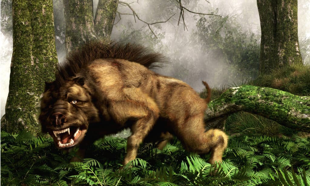 Artist's rendering of a daeodon in a forest
