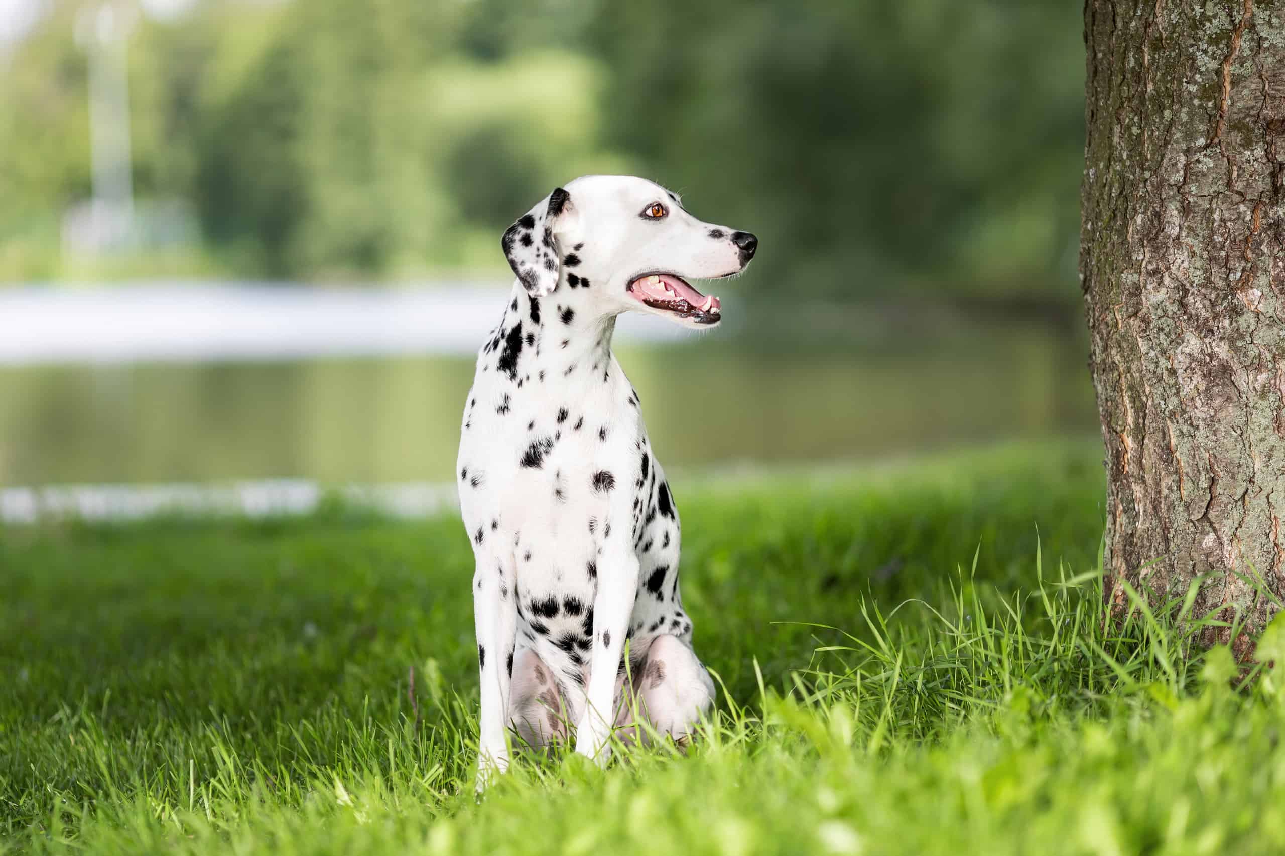 is dalmatian a dangerous dog