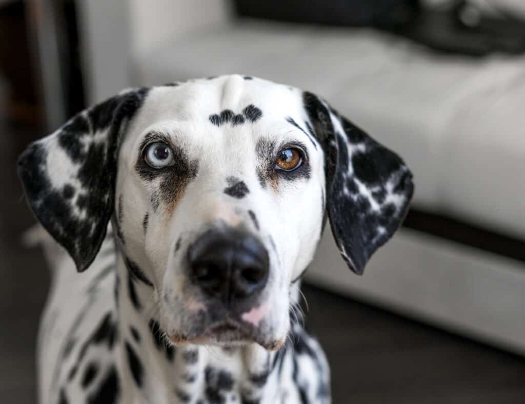 Dalmatian face.