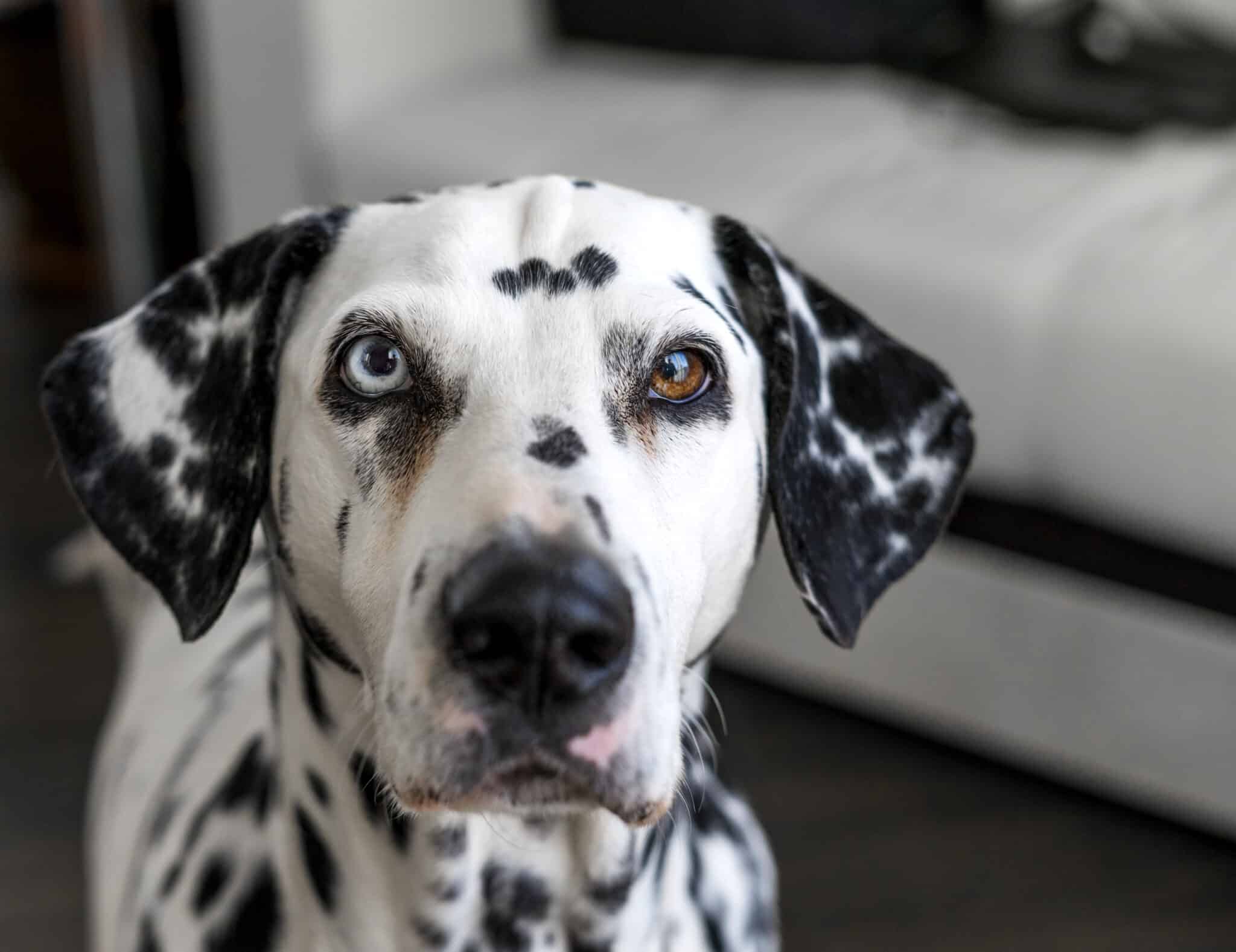 Dalmatian Dog Breed Complete Guide - A-Z Animals