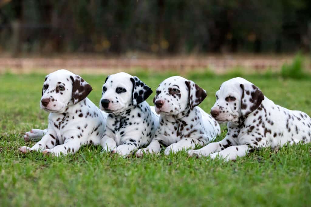 Dalmatian puppies.