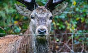 The Best Deer Fence to Protect Your Garden Picture