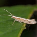 Diamondback moth