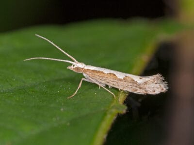 A Diamondback Moth