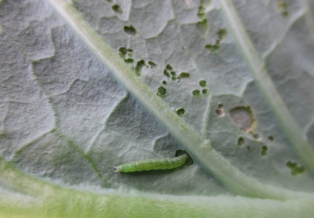 diamondback moth larva boring cabbage leaf