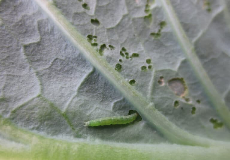 diamondback moth larva boring cabbage leaf