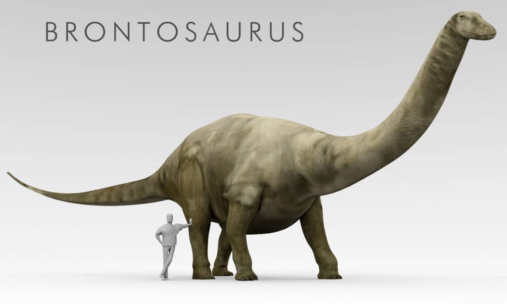 3D rendering of a Brontosaurus next to a human for scale
