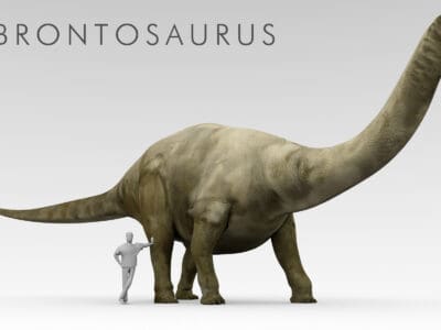 A Brontosaurus